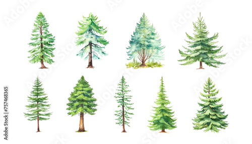 Watercolor Collection Of Green Trees On White. Coniferous  oak pine tree isolated plants. Set illustration agricultural garden and nature park plant