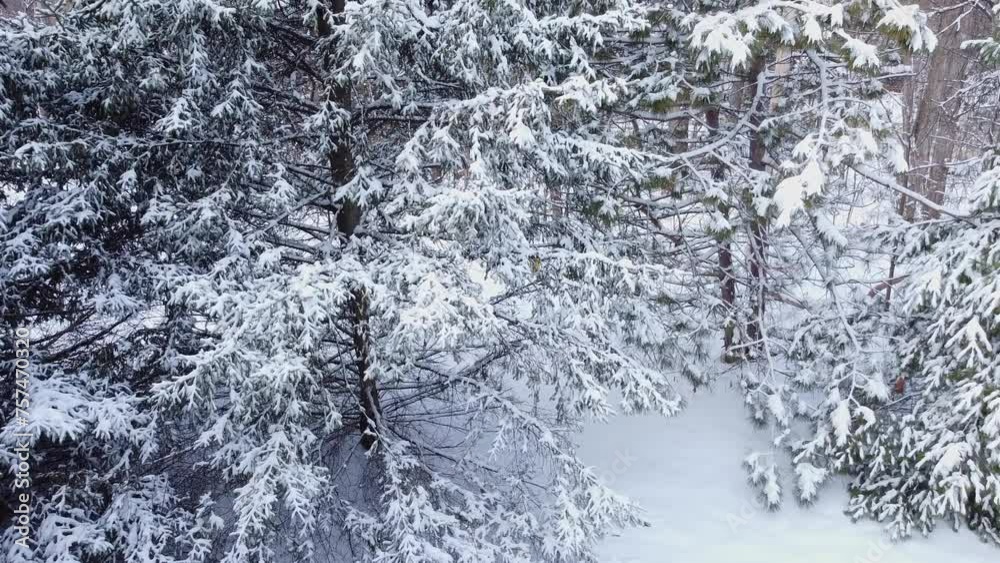 Video panning up showing the fir trees covered of thick white snow after the first snowfall of winter Video panning up showing the fir trees covered of thick white snow after the first snowfall of winter