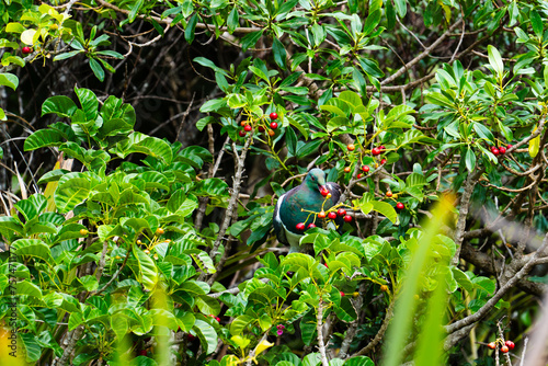 New Zealand wood pigeon in puriri tree with red berries photo
