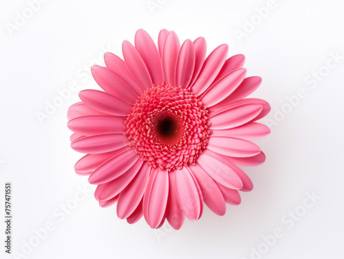 rose daisy isolated on transparent background  transparency image  removed background