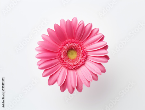 rose daisy isolated on transparent background, transparency image, removed background