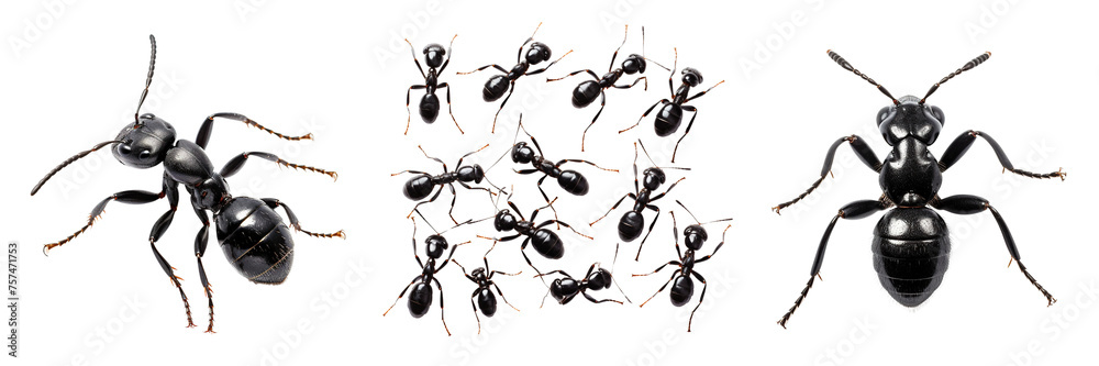Collection of black ants isolated on transparent or white background Collection of black ants isolated on transparent or white background