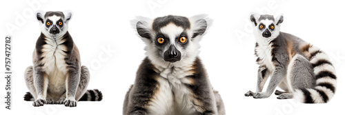 Collection of lemurs isolated on transparent or white background