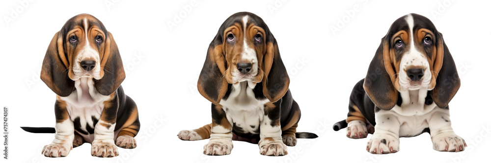 Collection of basset hounds isolated on transparent or white background