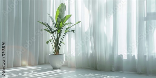 Potted plant in a bright, minimalist room with curtains.