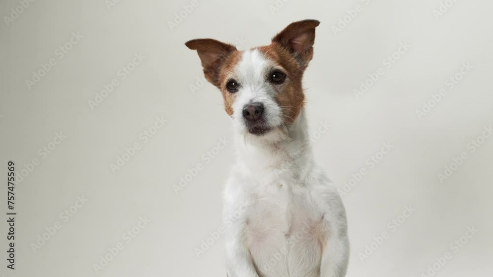 A Jack Russell Terrier dog face fills the frame, its soulful brown eyes conveying an array of emotions against a stark white backdrop A Jack Russell Terrier dog face fills the frame, its soulful brown eyes conveying an array of emotions against a stark white backdrop