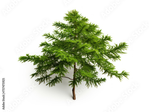 hornbeam tree isolated on transparent background  transparency image  removed background