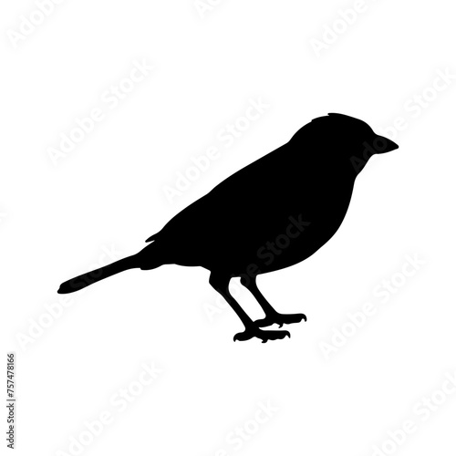 most popular bird silhouette 