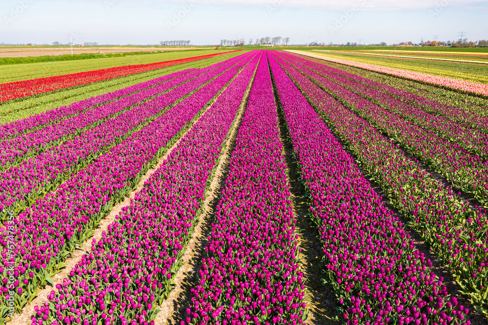 Blooming tulip fields from a bird's eye view in the Netherlands
