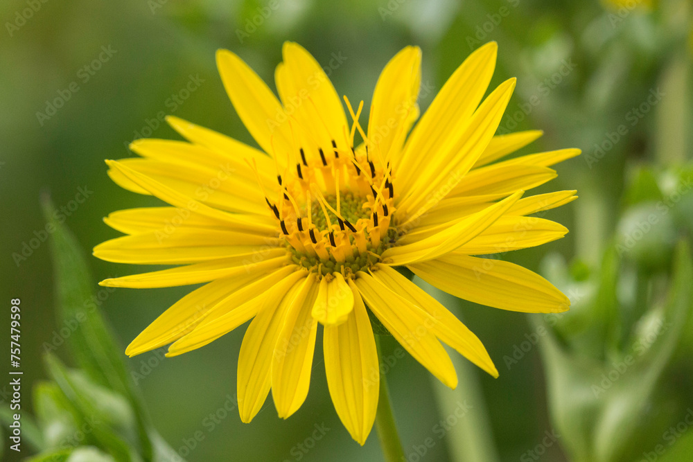 Blüte einer Silphie Blüte einer Silphie