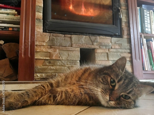 cat on the floor in front of the fireplace