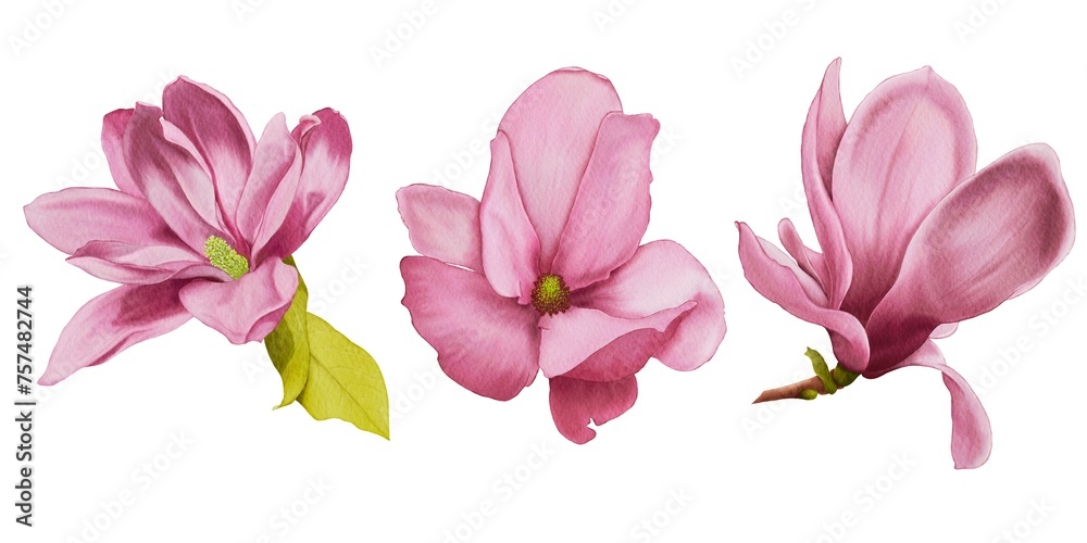 Set of magnolia flowers watercolor Set of magnolia flowers watercolor