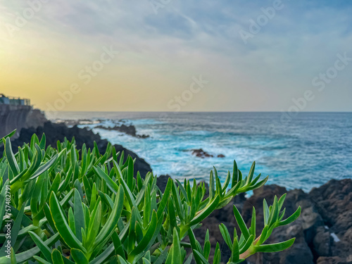 Focus on aloe vera plant with panoramic view of volcanic rock formation Ilheu Mole in coastal town Porto Moniz, Madeira island, Portugal, Europe. Unique rugged coastline of majestic Atlantic Ocean photo