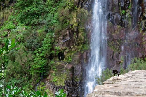 Black great trust bird sitting on wall looking at majestic waterfall Cascata Risco along idyllic Levada walk 25 fountains in subtropical Laurissilva forest of Rabacal, Madeira island, Portugal, Europe
