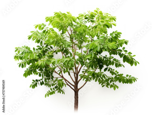 locust tree isolated on transparent background  transparency image  removed background