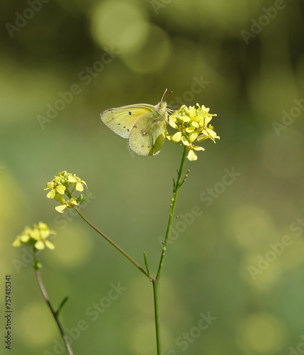 Sulphur butterfly feeding on yellow wildflowers on a sunny spring day