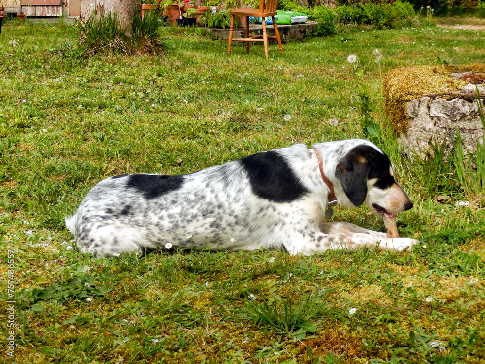 Hungry dog gnawing on a bone on a grassy terrace
Hungry dog gnawing on a bone on a grassy terrace