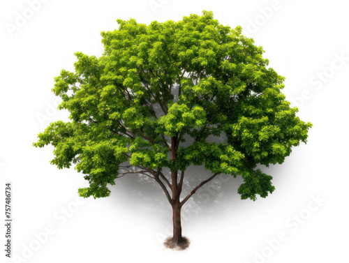 green tree isolated on transparent background  transparency image  removed background