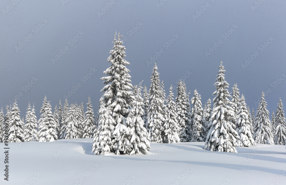 Winter forest panoramic. Lawn and trees covered with white snow. Landscape of mountains. Wallpaper background. Location place Carpathian, Ukraine, Europe.