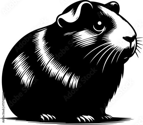 Abyssinian Guinea Pig