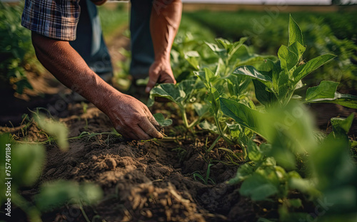 A farmer's hands gently care for young plants in a field, connecting deeply with the soil and nurturing growth