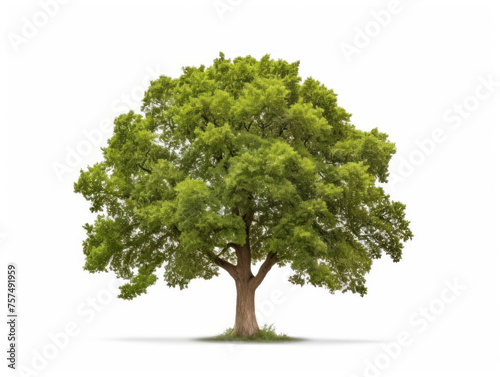 oak tree isolated on transparent background  transparency image  removed background