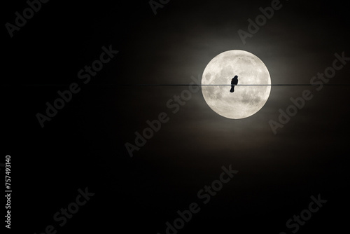 Alone bird on a wire or electric line on the night sky with huge moon background. Loneliness concept