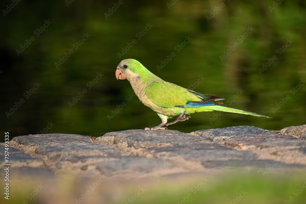 monk parakeet (myiopsitta monachus), or quaker parrot, on the ground monk parakeet (myiopsitta monachus), or quaker parrot, on the ground