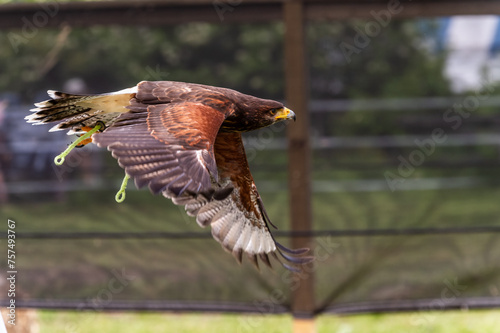 Captive Harris Hawk (Parabuteo unicinctus) in flight.  note the jesses attached to its legs. photo