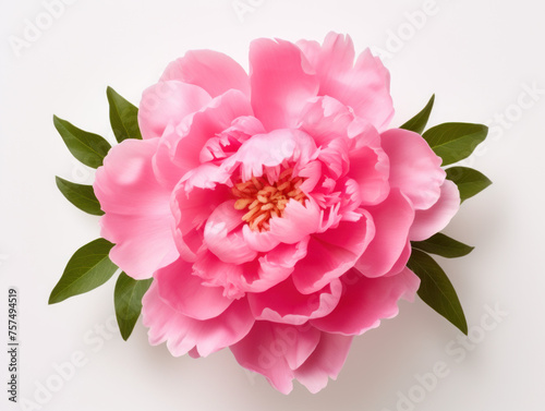 peony flower isolated on transparent background, transparency image, removed background