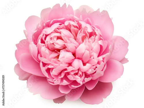 peony flower isolated on transparent background, transparency image, removed background