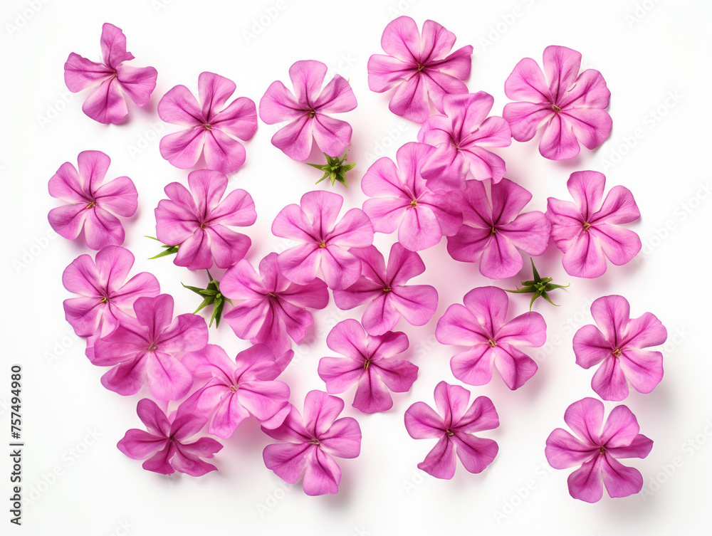 rose pink flower collection set isolated on transparent background, transparency image, removed background