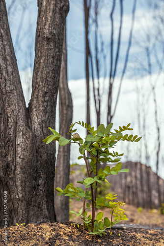 A green sprout after the wildfires in Evros region Greece, Parnitha, Evia, Euboea, Canada, Amazon, spring period