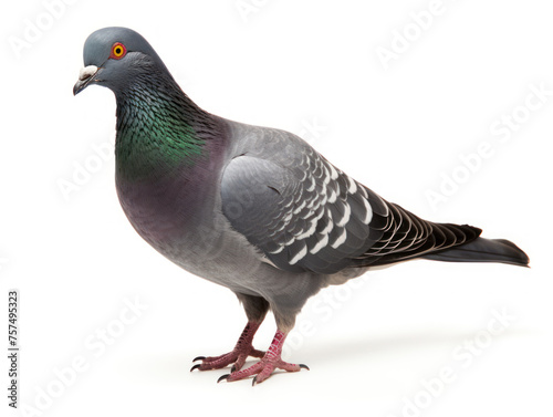 pigeon isolated on transparent background, transparency image, removed background