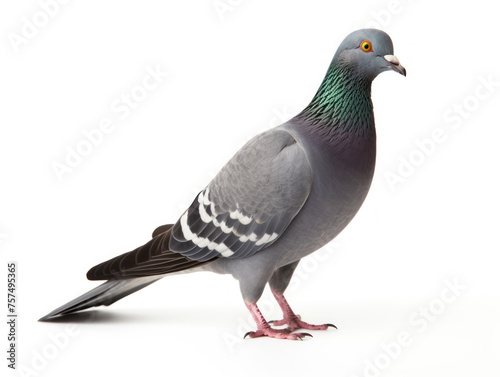 pigeon isolated on transparent background, transparency image, removed background © transparentfritz