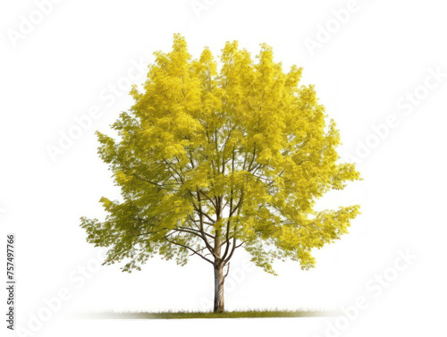 poplar tree isolated on transparent background  transparency image  removed background