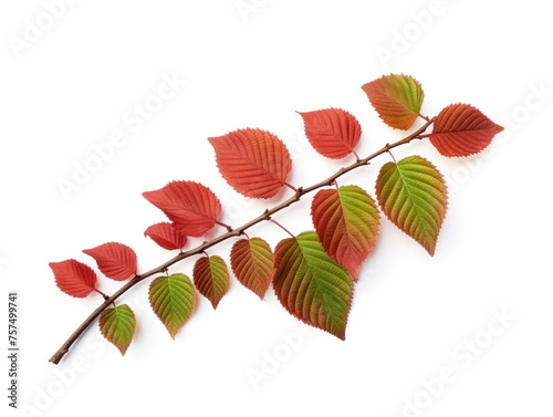 red leafes isolated on transparent background, transparency image, removed background