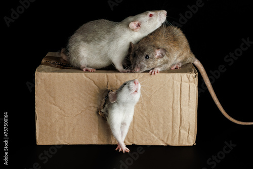 A colored rat comes out of a hole. Gray and brown mice sit on a cardboard box. Pests isolated on a black background for lettering