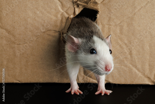 A colored rat comes out of a hole in a cardboard box. The mouse gnawed through the hole. Pest isolated on a black background for lettering