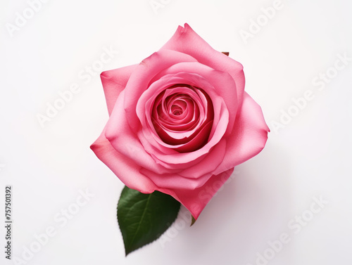 rose flower isolated on transparent background  transparency image  removed background