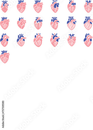 Human heart and Blood flow