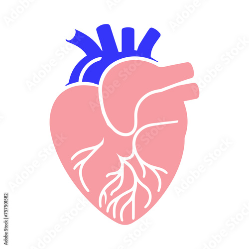 Human heart and Blood flow
