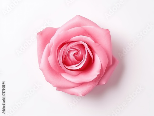 rose paint stroke isolated on transparent background  transparency image  removed background
