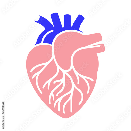 Human heart and Blood flow