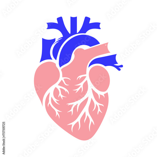 Human heart and Blood flow