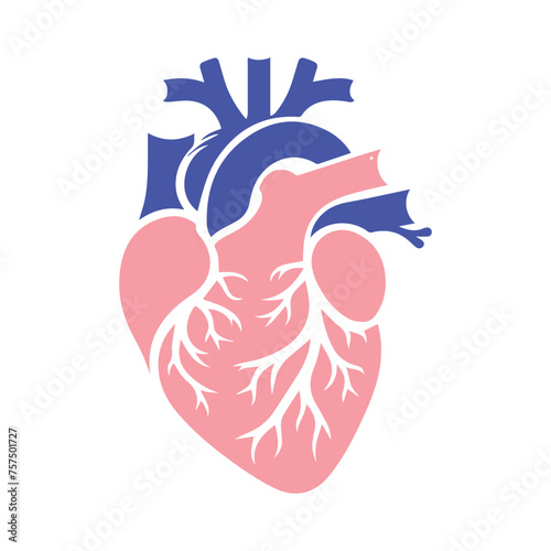 Human heart and Blood flow