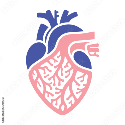 Human heart and Blood flow