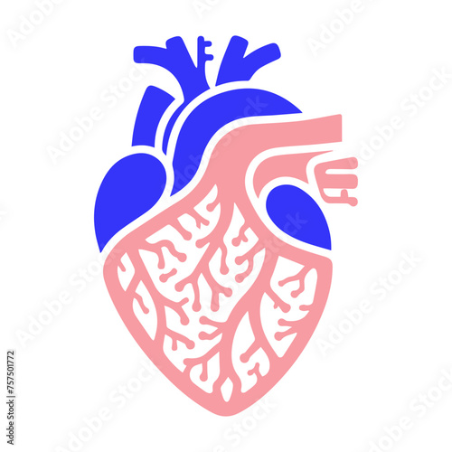 Human heart and Blood flow