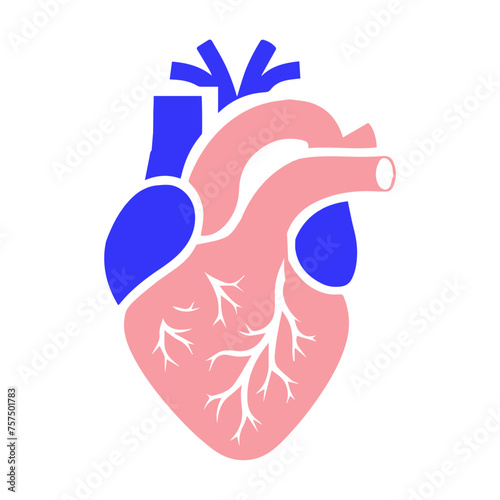 Human heart and Blood flow