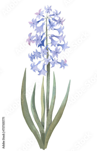 Blue Hyacinth flower. Watercolor illustration  postcard.